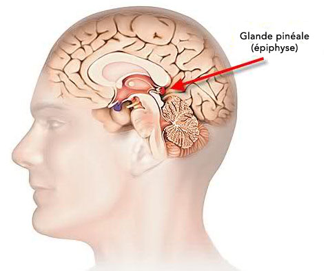 glande-pineale-epiphyse